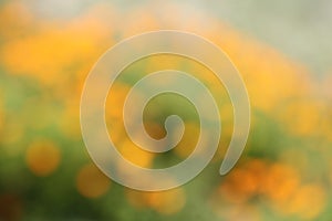 Abstract blurry natural yellow and green background with bright round bokeh