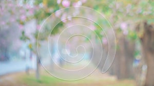 Abstract blurry shot of Chompoo Pantip flower Tree tunnel or The romantic tunnel of pink flower trees at