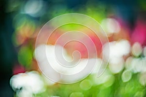 Abstract bokeh and blurred colorful nature background model used to stick text