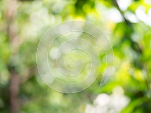 Abstract bokeh bright green blur background from green leaves tree nature