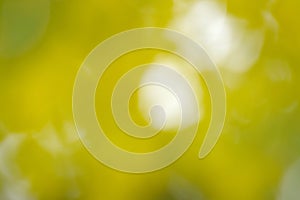 abstract bokeh light texture pattern round yellow green beautiful bright bokeh blur for background