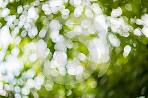 Abstract bokeh nature background and beautiful wallpaper.high quality Defocus of green leaf on tree.