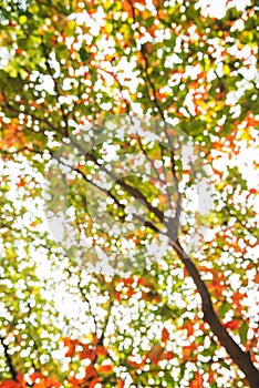 Abstract Bokeh of tree color background