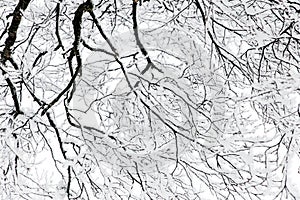 Abstract boughs from a snowy tree