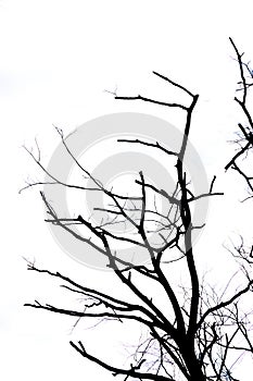 Abstract of Branch of dead tree isolated