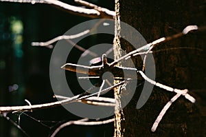 Abstract branches