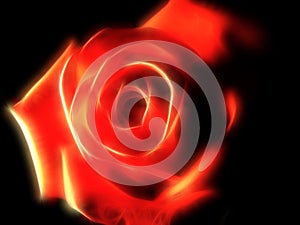 Abstract bright beautiful rose on black background