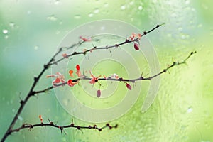 Abstract bright blurred background, dry branch with bright autumn leaves and berries near a wet window with raindrops