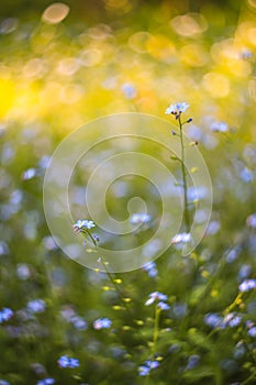 Abstract bright blurred background with spring and summer with small blue flowers and plants. With beautiful bokeh in the sunlight