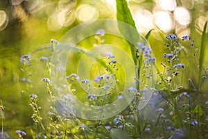 Abstract bright blurred background with spring and summer small blue flowers and plants. With beautiful bokeh in the sunlight