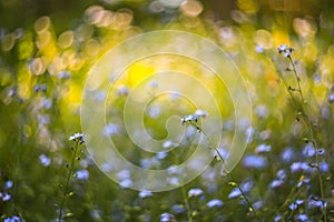 Abstract bright blurred background with spring and summer with small blue flowers and plants. With beautiful bokeh in the sunlight