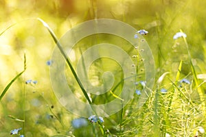 Abstract bright blurred nature background with spring and summer flowers, grass and plants