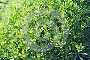 Abstract bright green vegetative background with wild grass, weed, soft selective focus