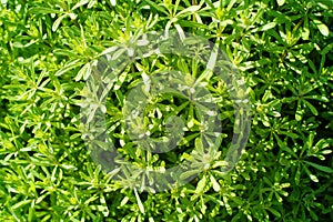 Abstract bright green vegetative background with wild grass, weed, soft selective focus