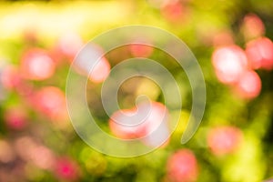 Abstract bright multicolored blurred background