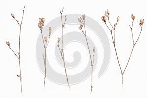 Abstract brown twig of dried bush with small open bolls seeds, flowers, isolated elements on white background for scrapbook