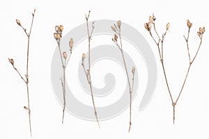 Abstract brown twig of dried bush with small open bolls seeds, flowers, isolated elements on white background for scrapbook photo