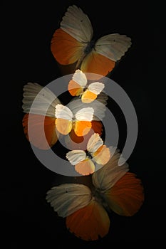 Abstract of butterflies with zoom