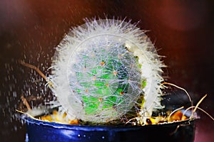 Abstract cactus and rain drop with back light