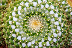 Abstract cactus top view background