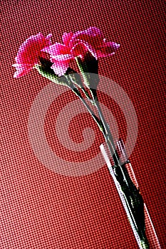 Abstract Carnation Background Design.