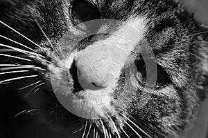 Abstract cat, black and white.