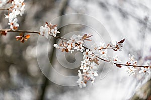 Abstract cheery blossom background, dramatic color process