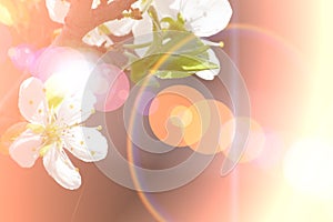 Abstract Cherry flowers background