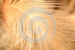 Abstract chicken feather texture background soft focus