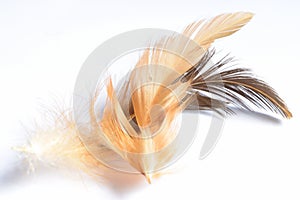 Abstract chicken feather texture background soft focus