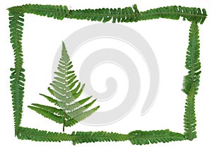 Abstract christmas tree made of real ferns. Frame around christmas tree on white background. natural greeting card and happy new y