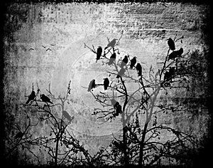 Abstract circle photo ravens birds blach and white gothic effect wood