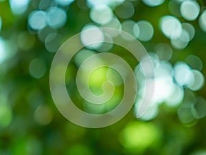 Abstract circular light bokeh background. Green leaves bright colors yellow light shining. Abstract background concept