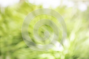 Abstract circular light bokeh background. Green leaves bright colors yellow light shining. Romantic soft gentle artistic image.