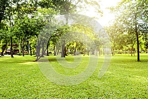 Abstract city park forest background,green nature