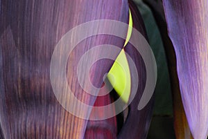 ABSTRACT- Close up of a Banana Blossom With Fruit