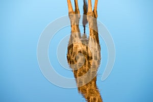 An abstract close up of the body of a giraffe body reflecting in rippled water