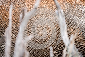 An abstract close up of the body and textured hide of a dusty and mud-covered elephant