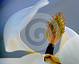 Abstract close-up of the center of a white magnolia blossom