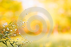 Abstract close-up of daisy flowers. Summer flowers on natural bokeh background