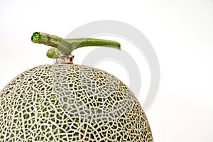 Abstract close up of Fresh melon or cantaloupe large green  on white background