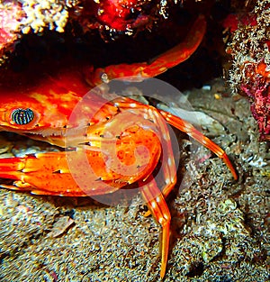 Abstract Close Up Half Bright Red Crab with Striped Eyes