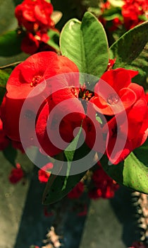 Abstract close up image of beautiful red flowers with spikes