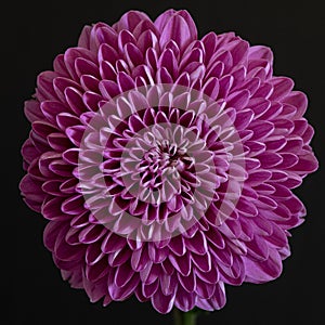 Radial symmetry of a dalia flower photo