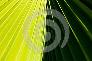 Abstract close up of a palm tree leaf with contrasting light and dark green sides and diagonal lines comming from the center