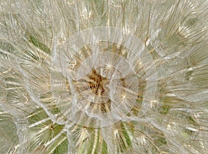 Abstract Close-up photo of a large dandelion seed