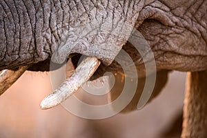 An abstract close-up photograph of a young elephant`s mouth and tusks