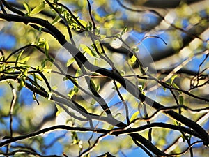 Abstract Close up of Twisted Willow Branches