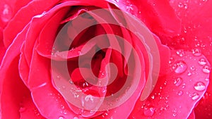 Abstract Close up View of Fully Opened Red Rose with Dew Rain Drops.