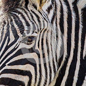 Abstract close up of a zebra face